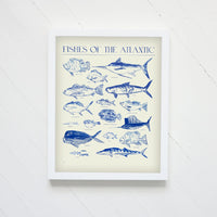 Fishes Of The Atlantic Print